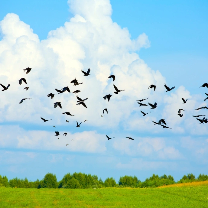 Rabari Tribal Village