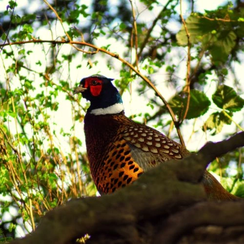 Mount Abu Wildlife Sanctuary