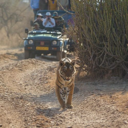 Tiger Safari Ranthambore