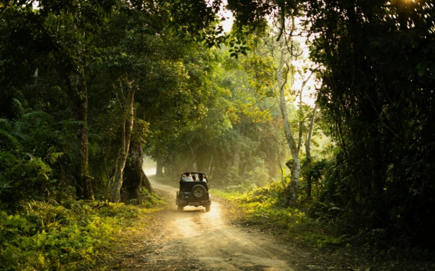 Sariska Jungle Safari