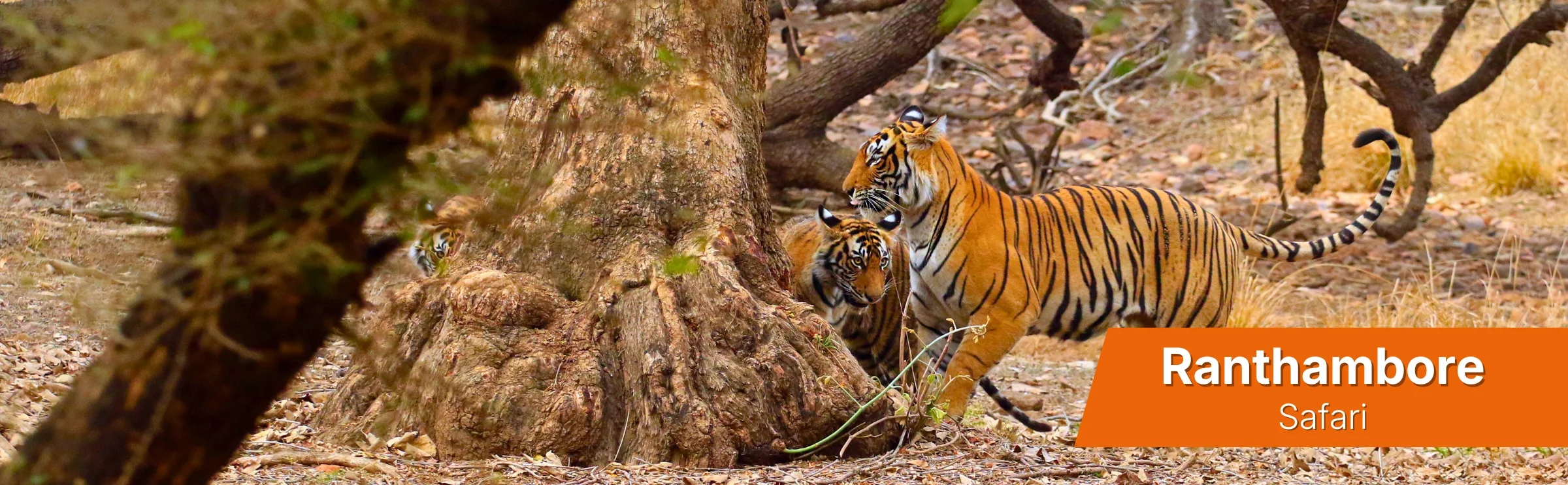 >Ranthambore Safari Tour