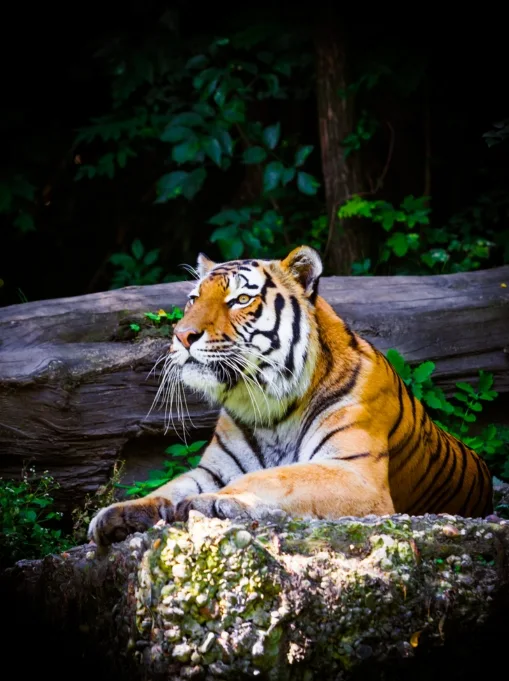 >Ranthambore Safari Tour