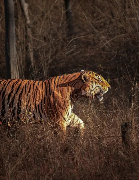 Sariska Tiger Safari Tour