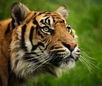 Sariska Tiger Safari Tour