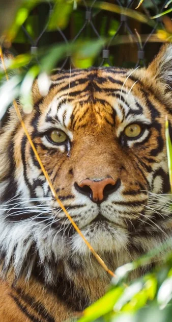 Sariska Tiger Reserve