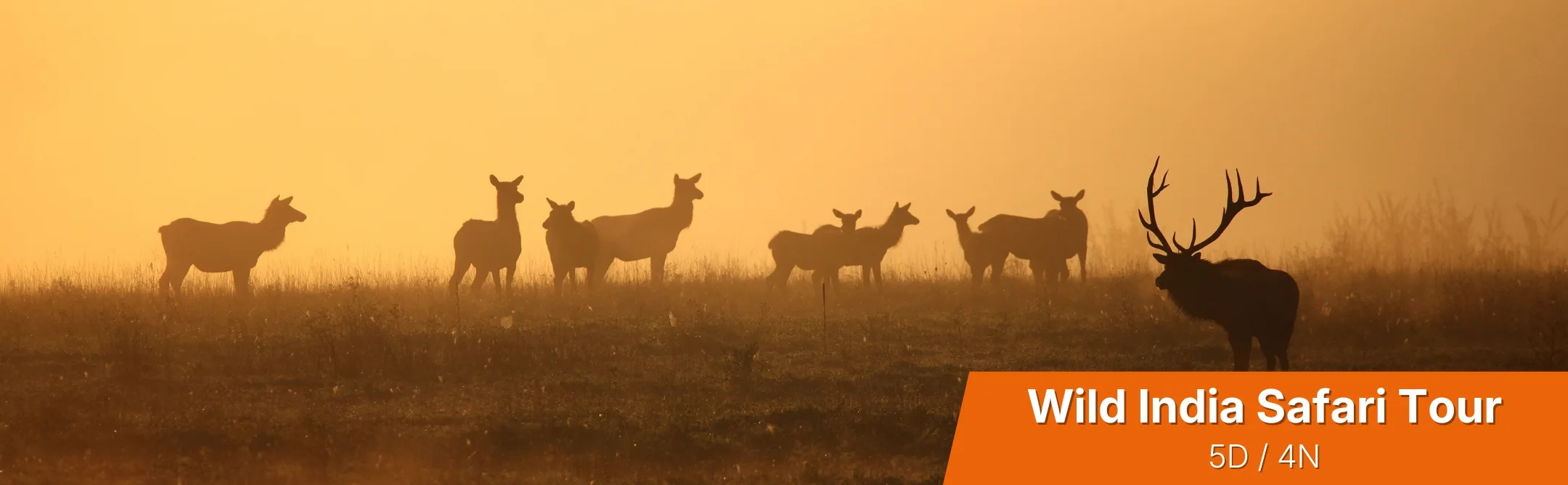 Wild India Safari Tour